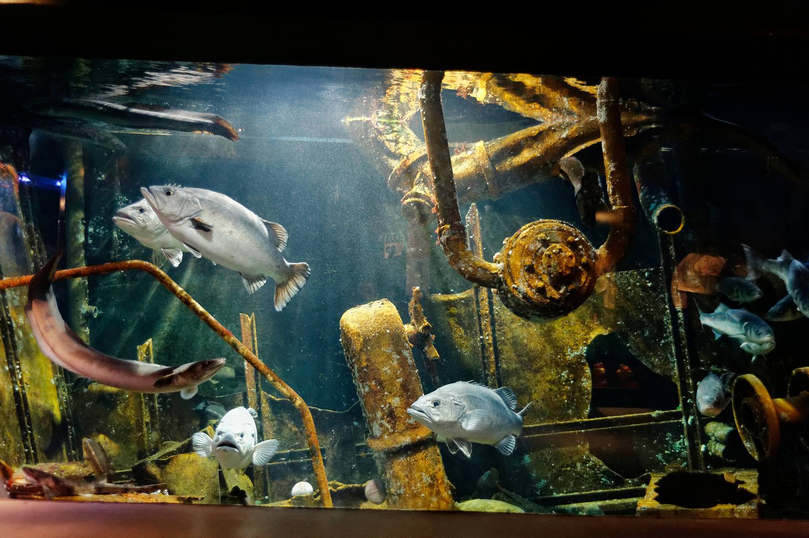 Visiter Maréis Le centre de découverte de la pêche en mer dans le Pas-de-Calais, Le Touquet-Paris-Plage et Étaples sur mer